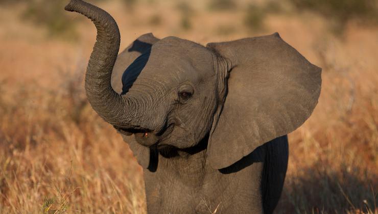 cucciolo di elefante