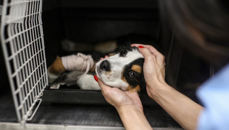 cucciolo viene portato dal veterinario