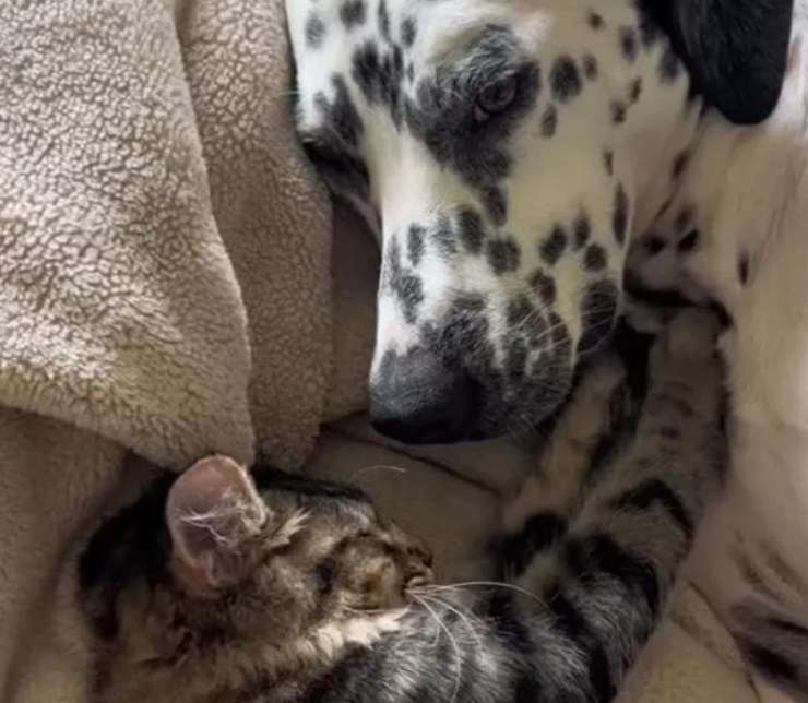 il dalmata e il gattino