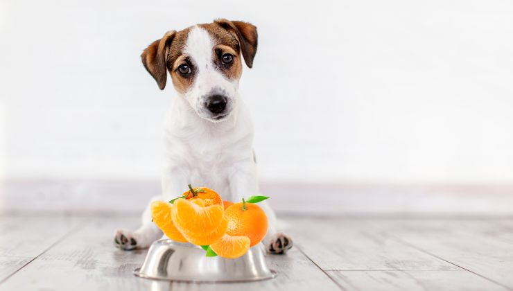 cane Jack Russel con ciotola piena di mandarini