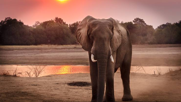 elefante al tramonto