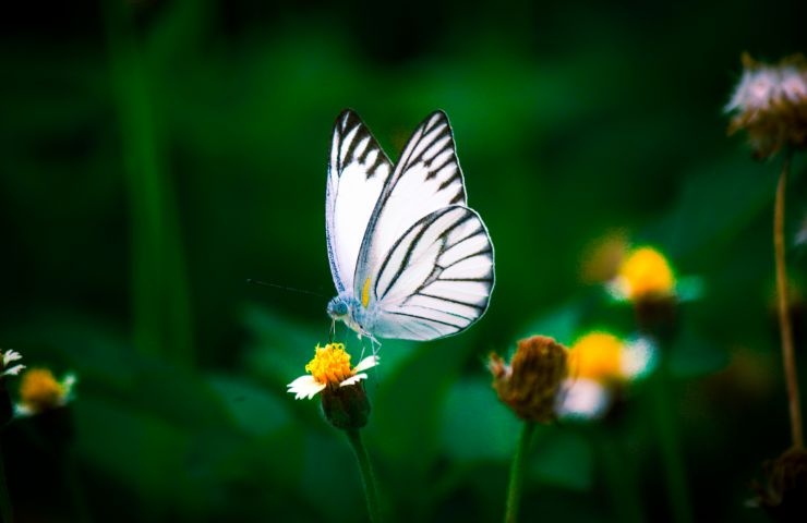 farfalla bianca su un fiore