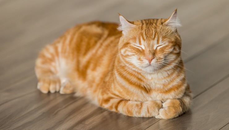 gattino arancione con occhi chiusi