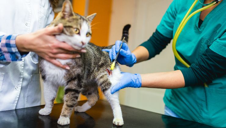 gatto dal veterinario