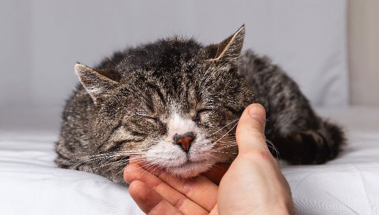 gatto di età avanzata