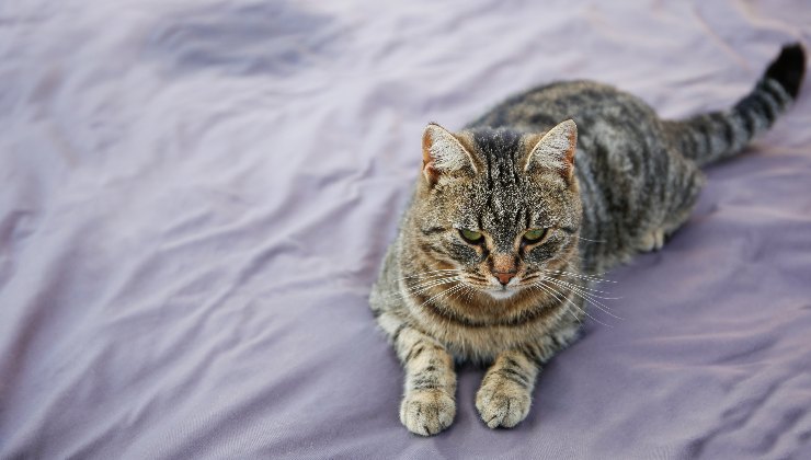 gatto fa la pipì sul letto