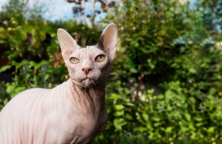 gatto di razza sphynx in un giardino