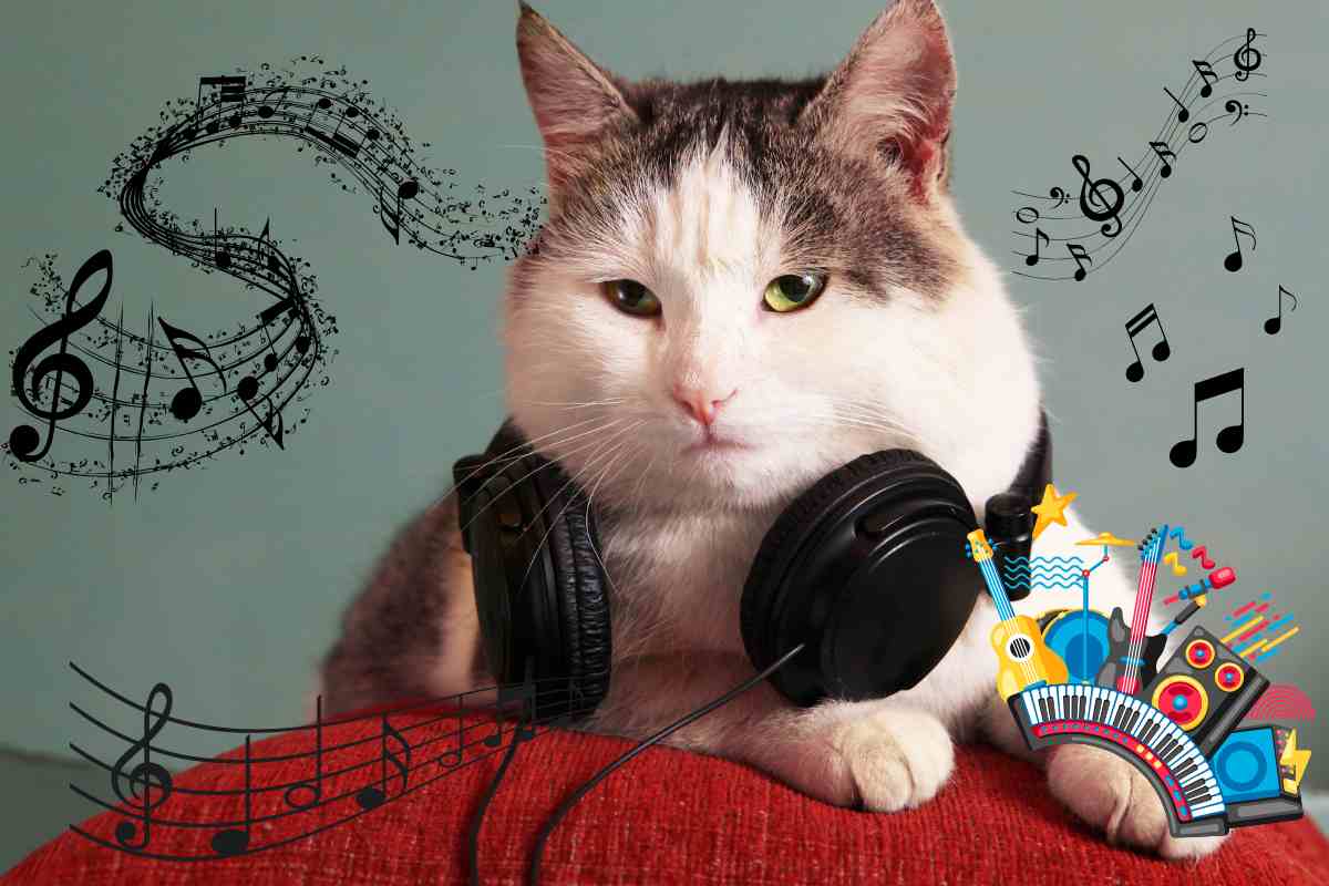 gatto sente la musica