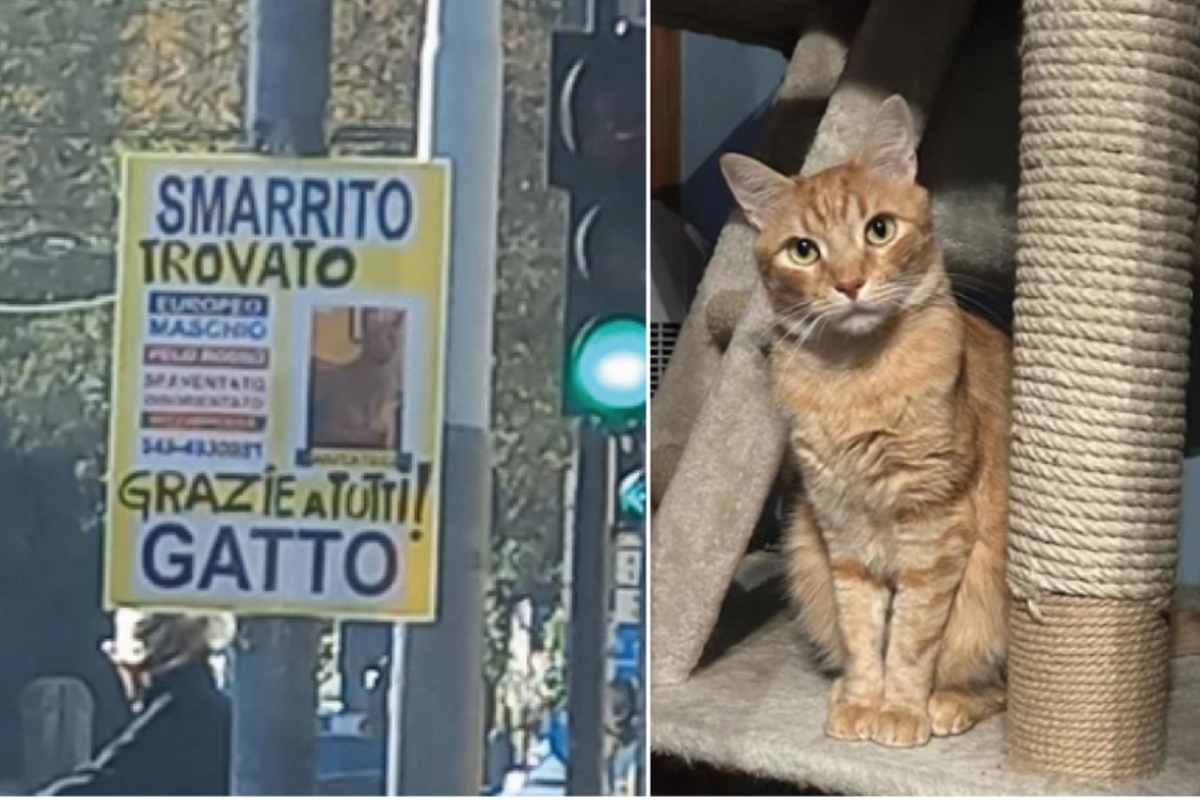 gatto smarrito e trovato