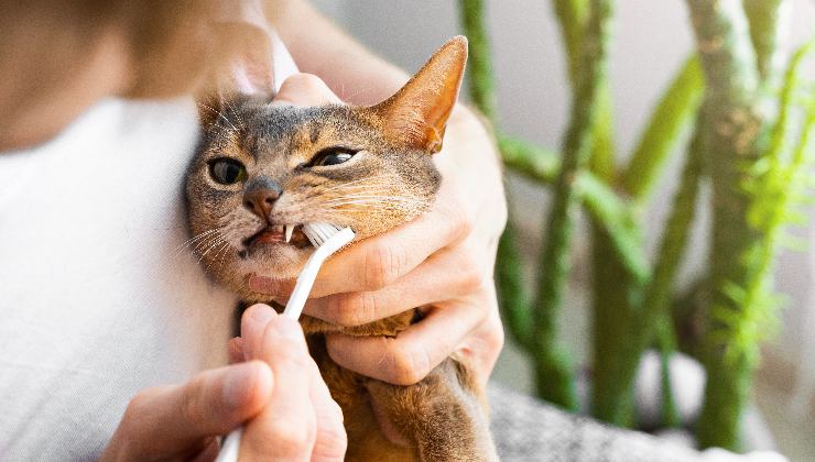 gatto lava i denti