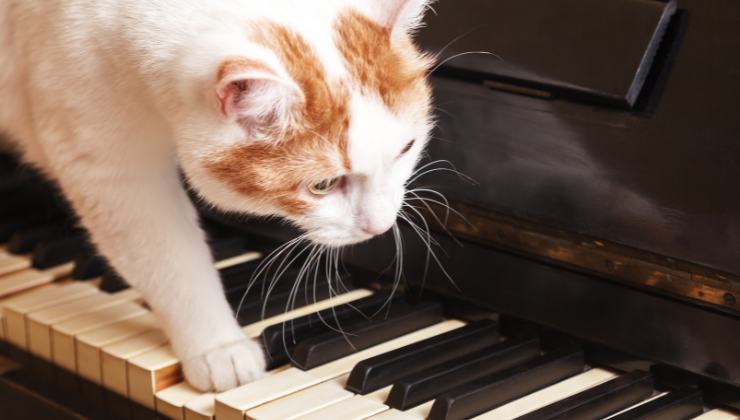 gatto suona il pianoforte