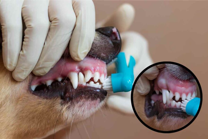 pulizia denti del cane