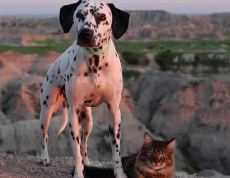 il dalmata e il gattino