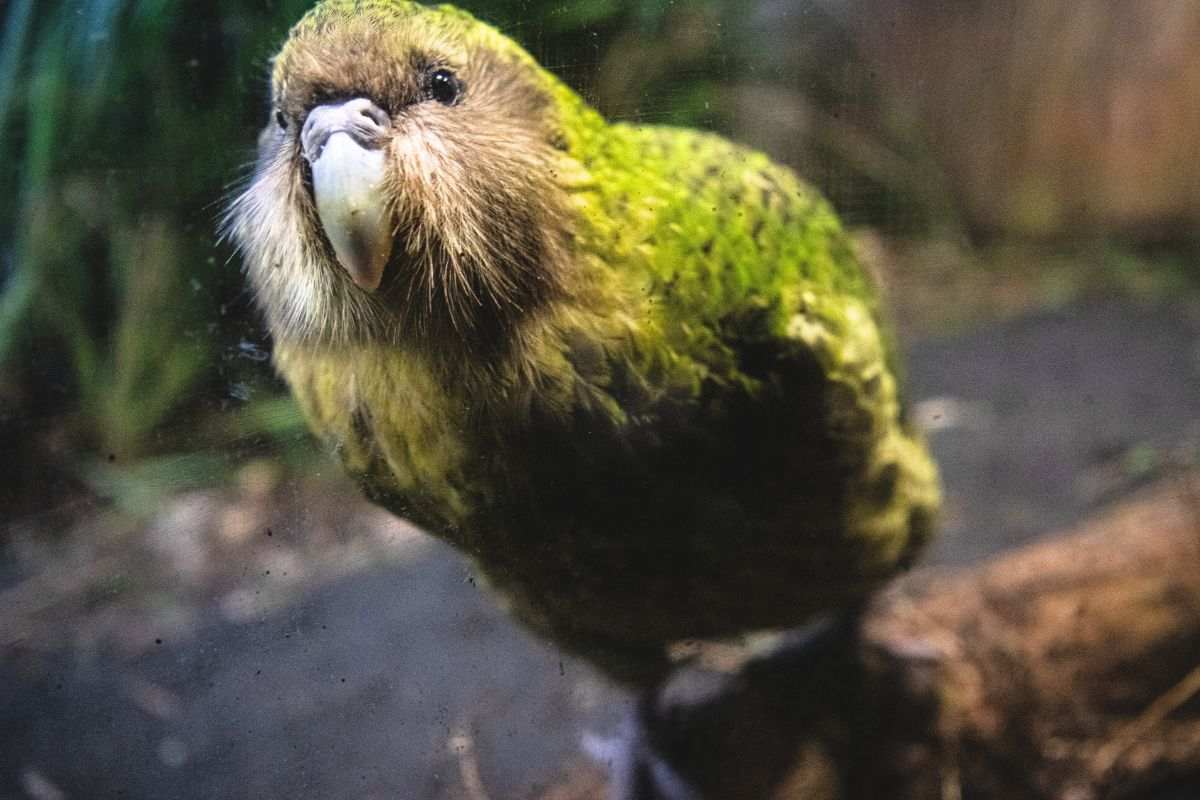 pappagallo kakapo