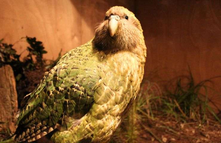 kakapo in cattività