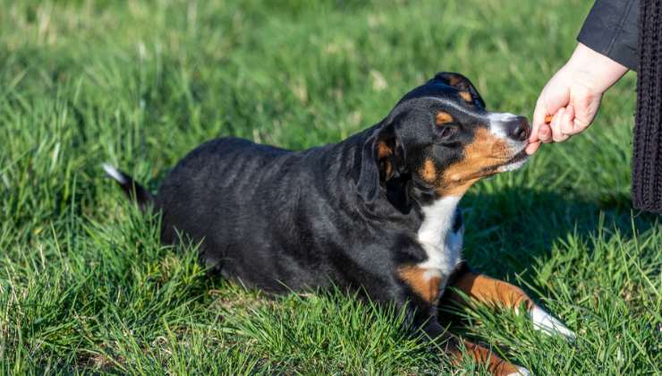 insegnare nuovi comandi al cane