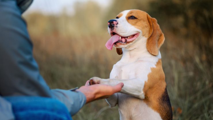 persona addestra il cane adulto