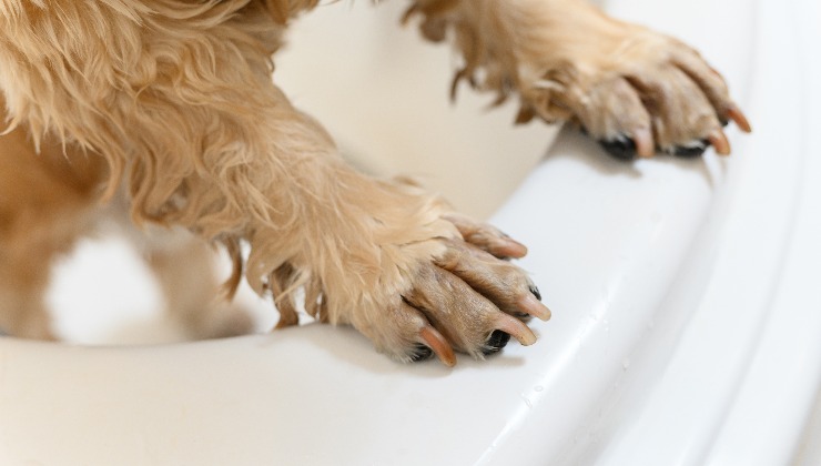 cane nella vasca per lavaggio