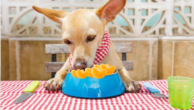 cagnolino meticcio mangia da una ciotola spicchi di mandarini