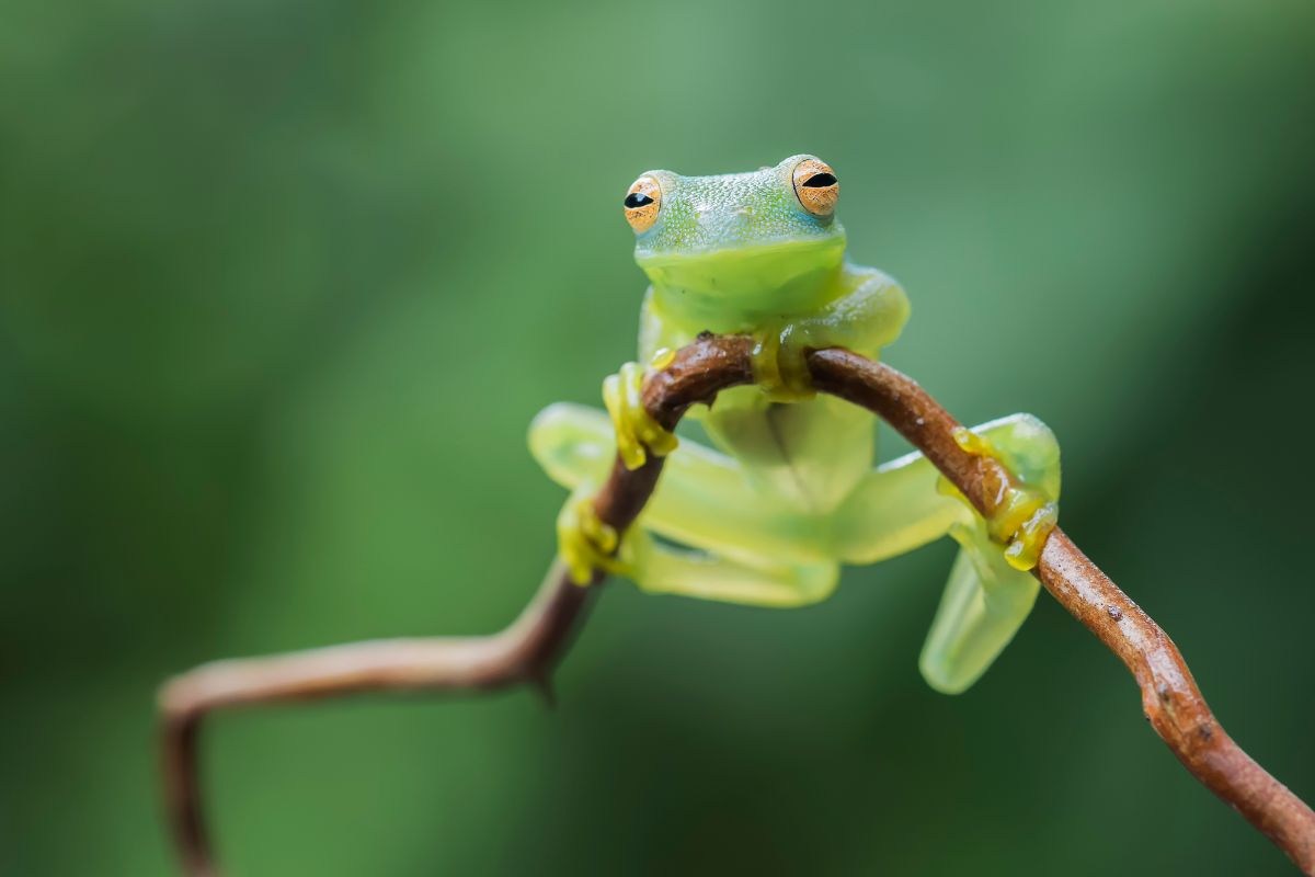 rana bollita psicologia