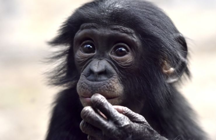 bonobo cucciolo che mangia