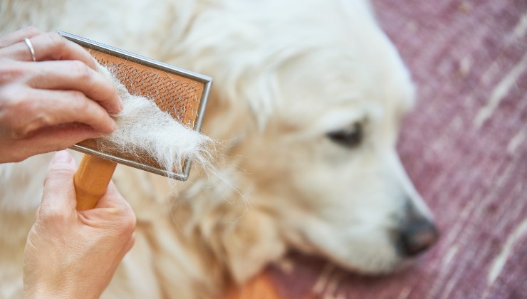 pelo del cane