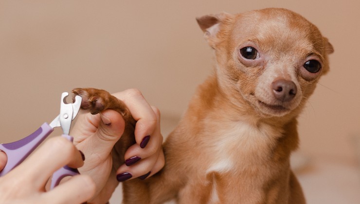 cane al momento del taglio delle unghie