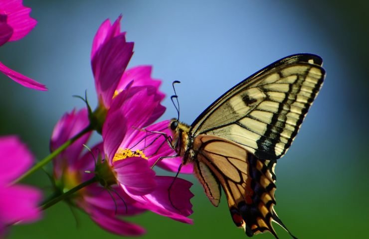 farfalla su un fiore