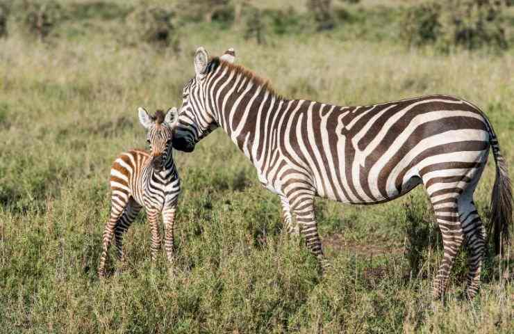 zebra con cucciolo