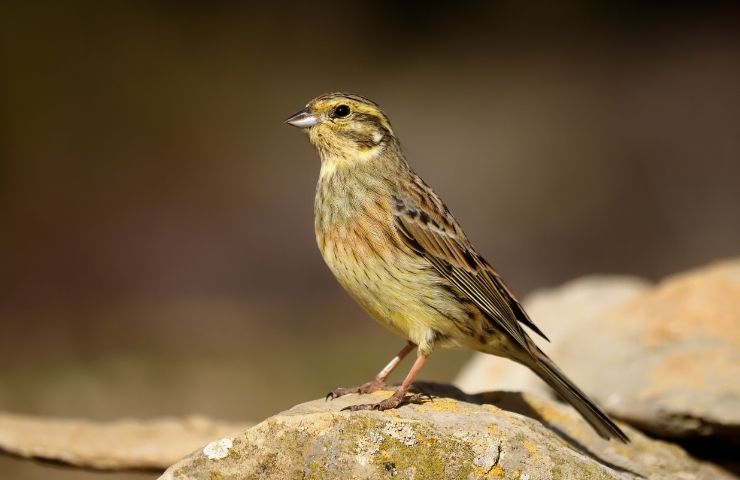 zigolo su una roccia