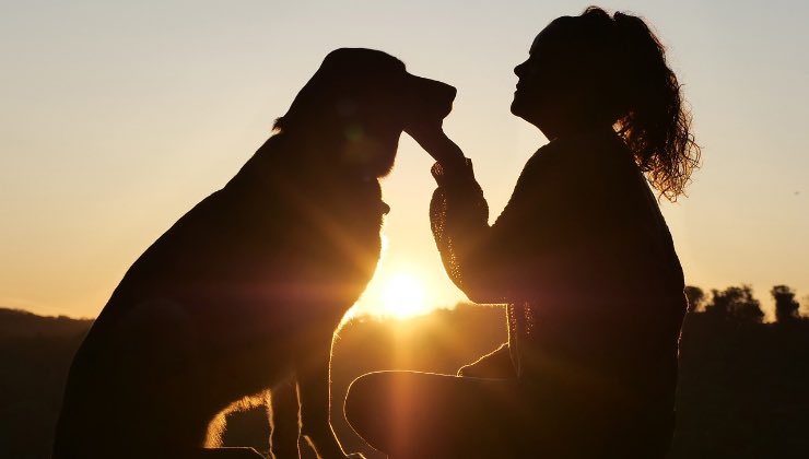 Cane con ragazza al tramonto dopo un giorno di pioggia 