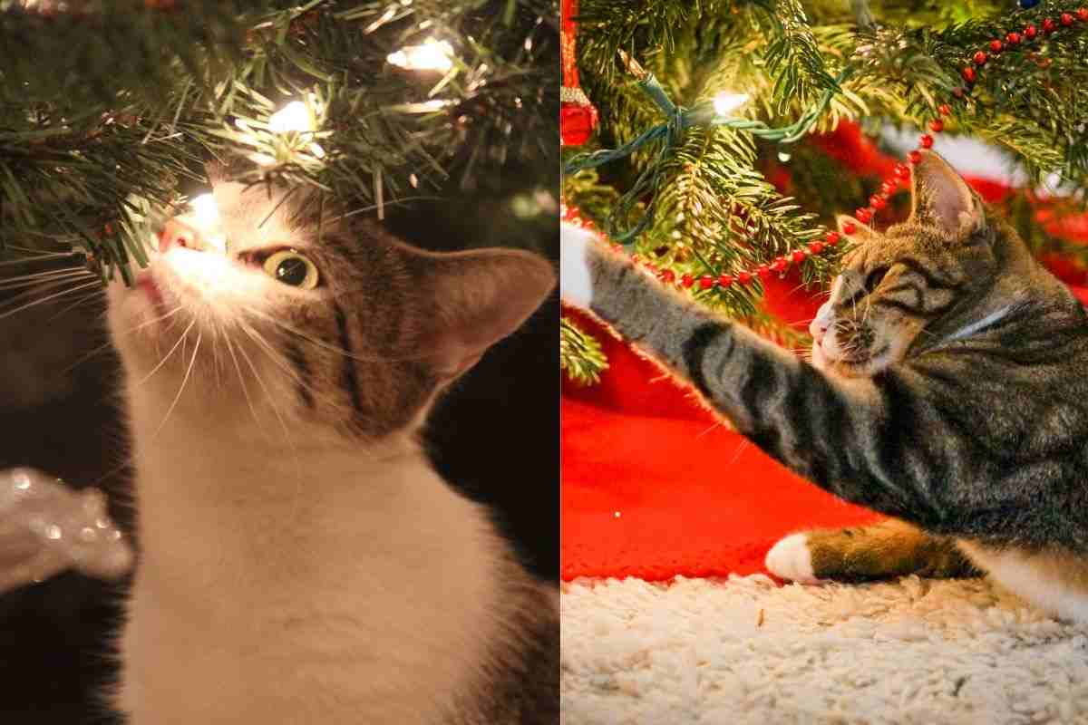 Gatti e alberi di Natale