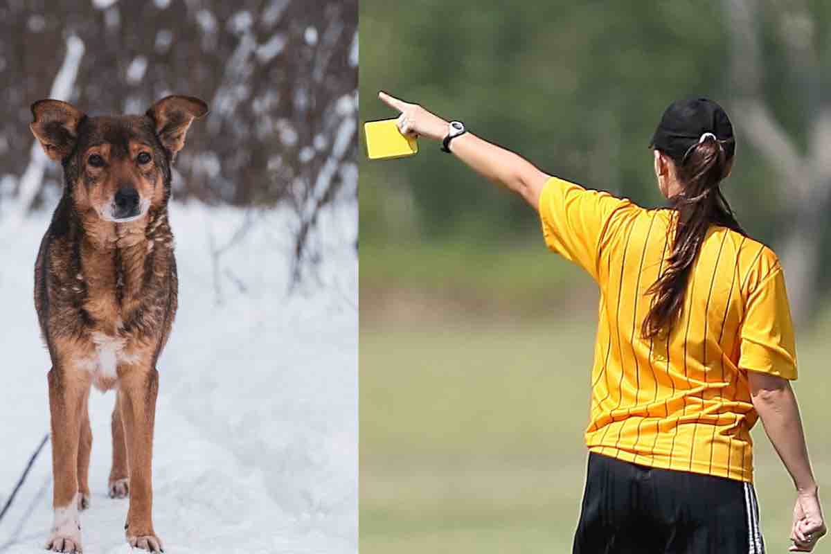 Cane sulla neve riceve sanzioni dall’arbitro