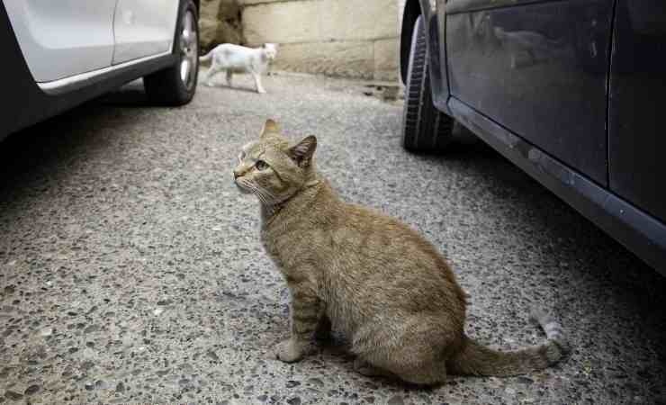 Gatti vicini a delle auto