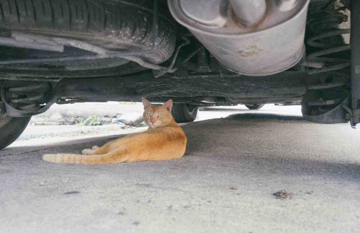 Gatto sotto un auto