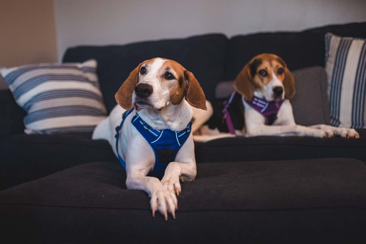 Coppia di cani di razza Beagle seduti sul divano