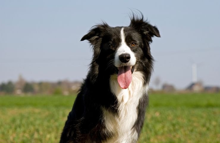 Border Collie