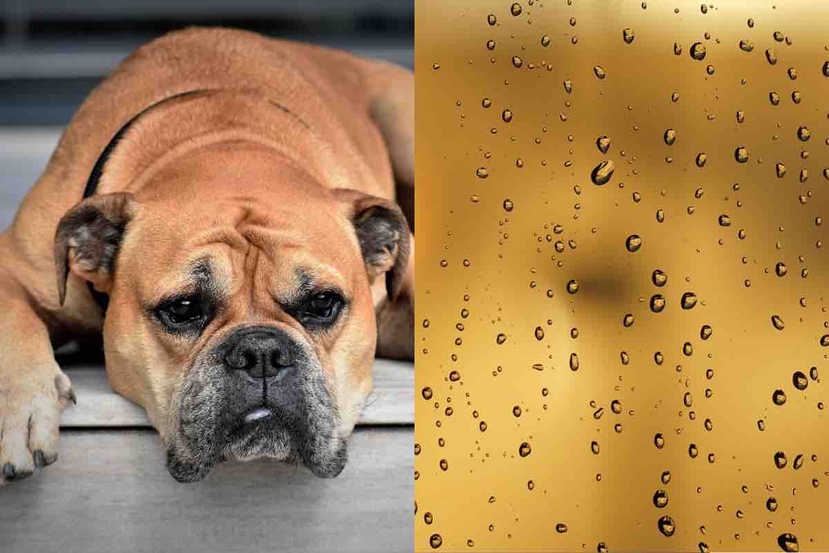 Cane sdraiato sul portico mentre fuori piove