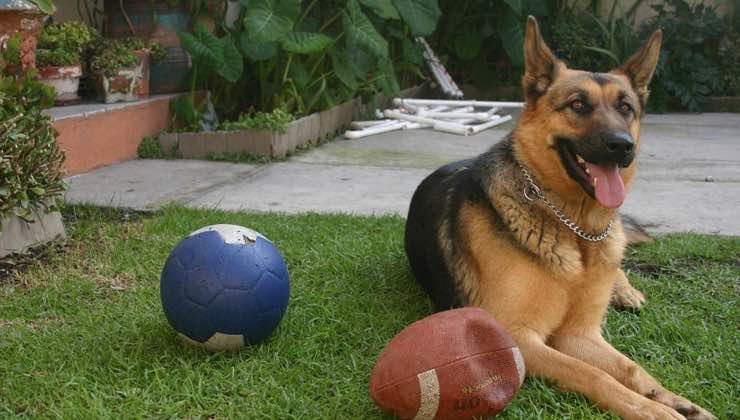 Pastore Tedesco gioca a palla con guinzaglio nel giardino 