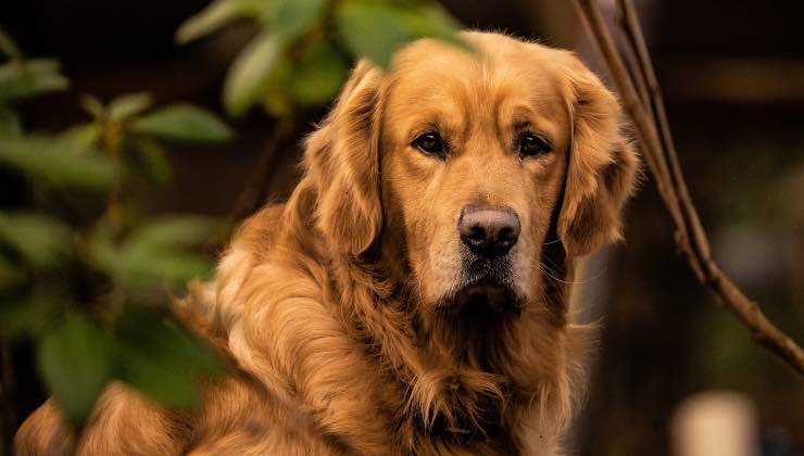 Anziano Golden Retriever in giardino al tramonto 