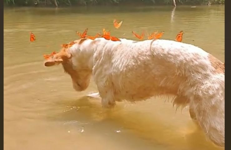 Cane con farfalle sulla schiena