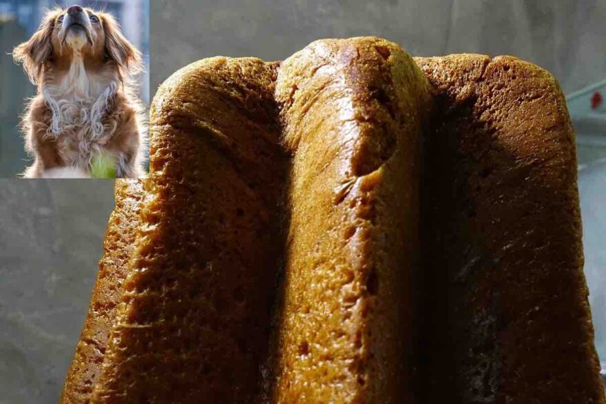 Cane con pandoro Cane che guarda un pandoro