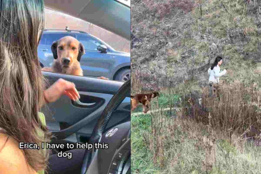 Cane affacciato al finestrino dell'auto e in corsa in montagna