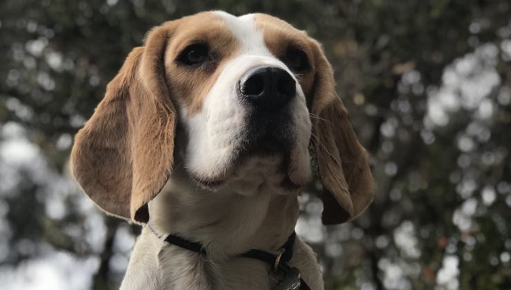 Cane in zona colpita dalle radiazioni 