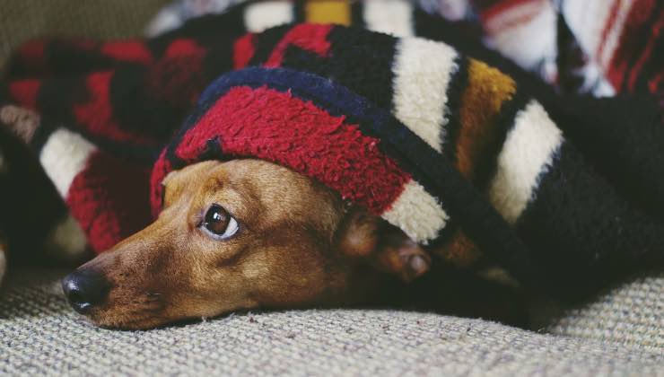 Cane sdraiato sotto le coperte 