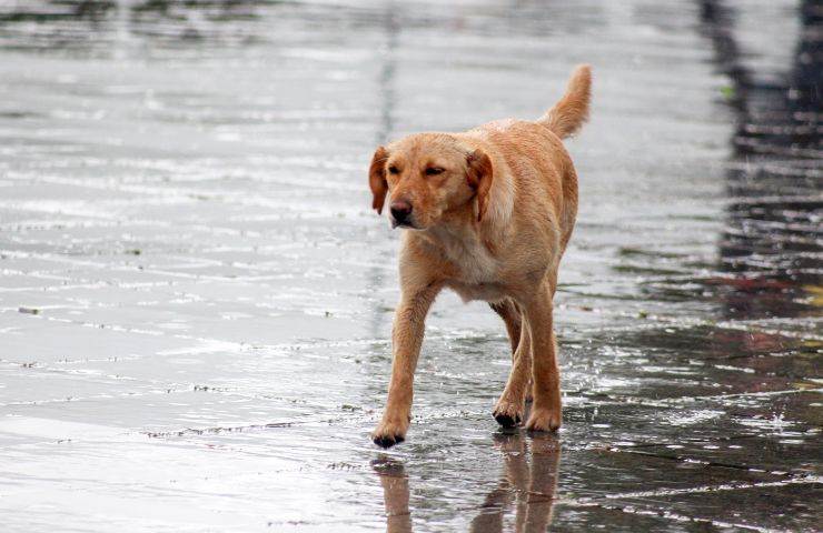 Cane abbandonato