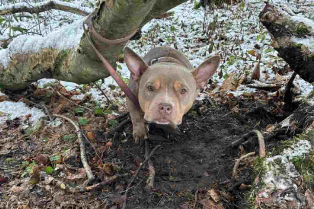 Cane legato a un albero nel bosco