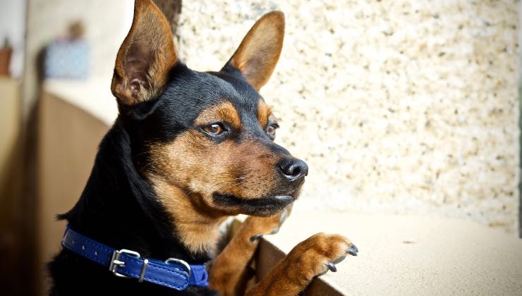 Cane di razza Pinscher affacciato sul davanzale 