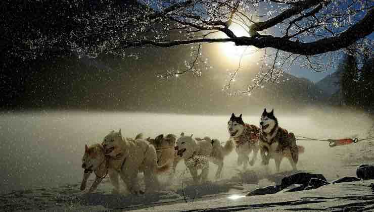 Cani da slitta corrono durante una nevicata 