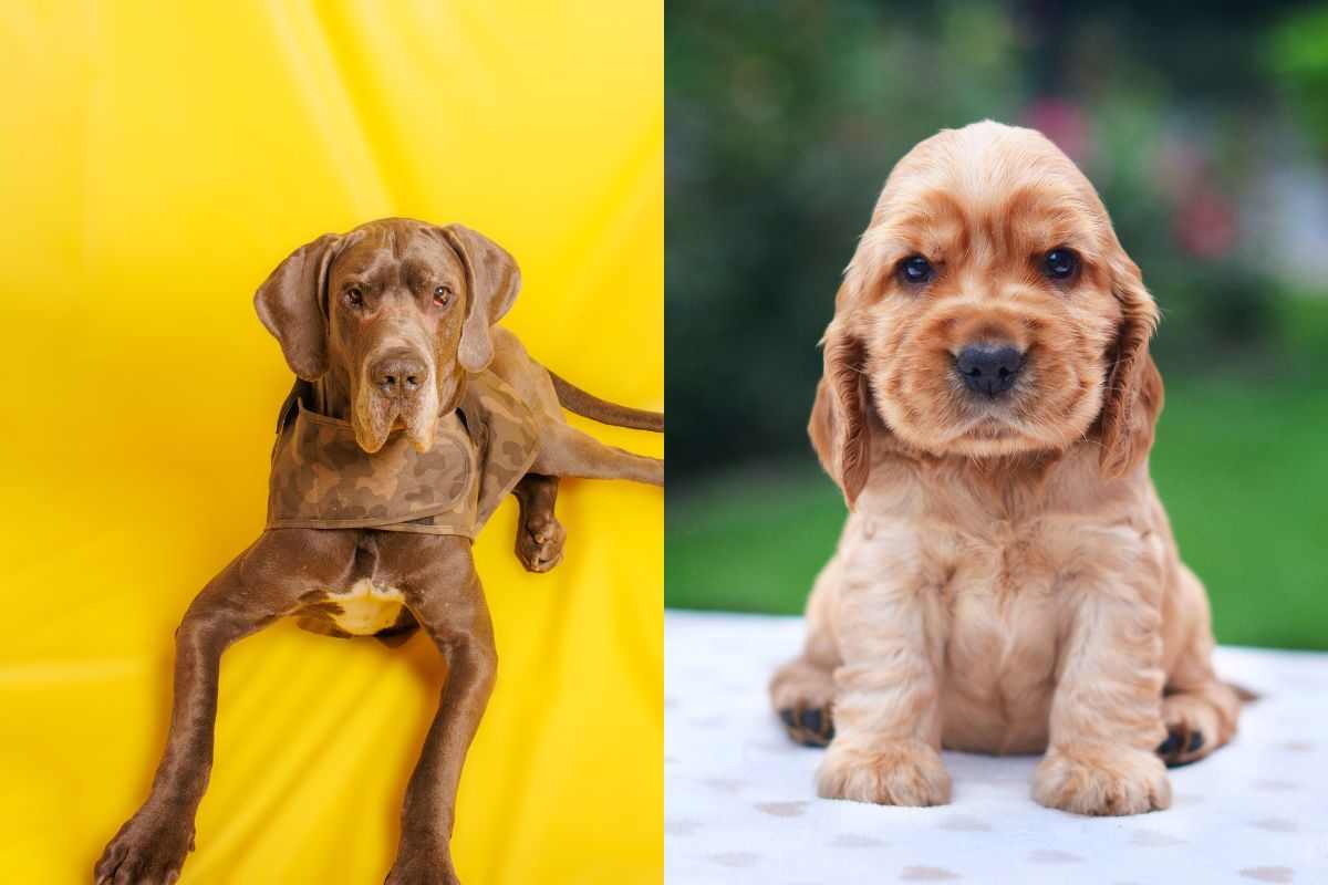 Alano e Cocker Spaniel